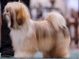 https://www.lhasaapso-ivepet.sk/preview/female_22.jpg
