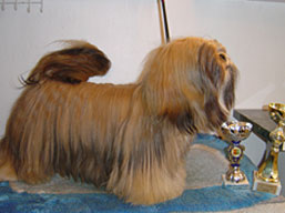 CLAVIUS Ivepet, Lhasa Apso