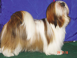 JCH SEMPLICEMENTE Dell' Alberico, Lhasa Apso