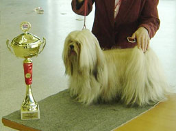 JCh. Ti La Shu O'Ivepet, Lhasa Apso
