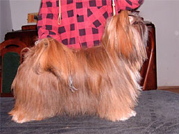 Liwia Magnum Sal, Lhasa Apso