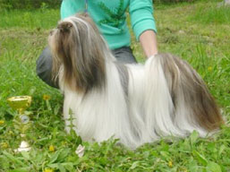 MultiCh. SEMPLICEMENTE Dell' Alberico, Lhasa Apso