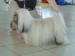 EMMA Ivepet, Lhasa Apso