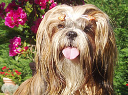 DELIANNE Ivepet, Lhasa Apso