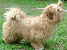 HIGH HOPES Ivepet, Lhasa Apso
