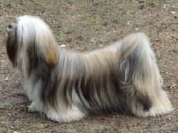 BERRY-BERRY Ivepet, Lhasa Apso