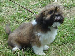 KA-KHI-LA Ivepet, Lhasa Apso