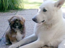 KANCHI Ivepet, Lhasa Apso