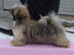 LUCKY GIRL Stará Bašta, Lhasa Apso