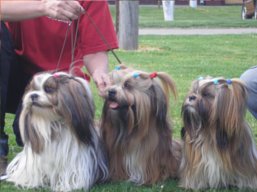 KA-KHI-LA Ivepet, Lhasa Apso