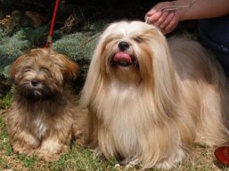 LUCY Yangadoo's IVEPET, Lhasa Apso