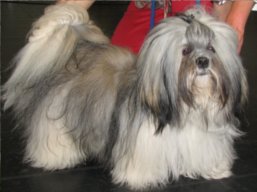 CHARISM Ivepet, Lhasa Apso