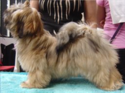 LUCY Yangadoo's IVEPET, Lhasa Apso