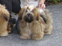LUCY Yangadoo's IVEPET, Lhasa Apso