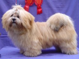 LEXUSS  Ivepet, Lhasa Apso