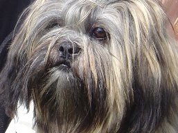 MOON SHINE Ivepet, Lhasa Apso