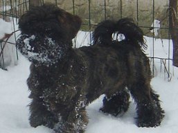 ORLANDO Ivepet, Lhasa Apso