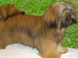 OHIO Yangadoos IVEPET, Lhasa Apso