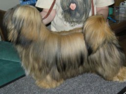 PERSEUS Ivepet, Lhasa Apso