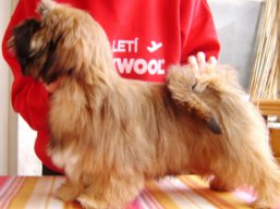 SHEILA Ivepet, Lhasa Apso