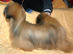 SHELBY Ivepet, Lhasa Apso