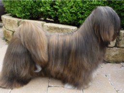 VALENZO Ivepet, Lhasa Apso