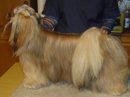 VERIDIANA Ivepet, Lhasa Apso
