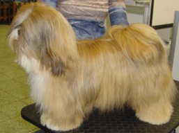 IDA Lhasa Sungpo, Lhasa Apso
