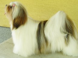 BURUNDI Ivepet, Lhasa Apso
