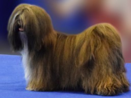 BHUTAN Ivepet, Lhasa Apso