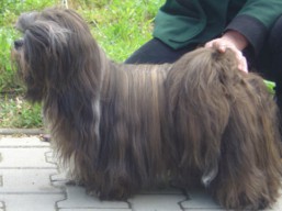ZAKEE Ivepet, Lhasa Apso