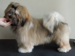 CLAVIUS JR Ivepet, Lhasa Apso