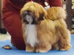 DIAMOND Ivepet, Lhasa Apso
