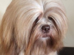 EVERYTHING FOR YOU Ivepet, Lhasa Apso