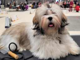 ULLA Ivepet, Lhasa Apso