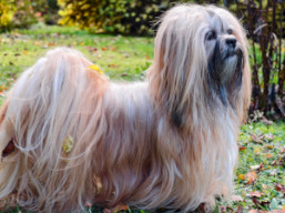 ROSSARIA Ivepet, Lhasa Apso
