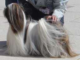 C.I.B. SEMPLICEMENTE Dell' Alberico, Lhasa Apso