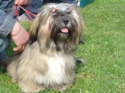 FLIP-FLOP Ivepet, Lhasa Apso