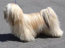 JACK DANIEL'S Ivepet, Lhasa Apso