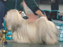 GrandCH. JIM BEAM Ivepet, Lhasa Apso