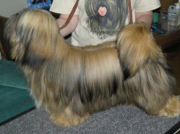 PERSEUS Ivepet, Lhasa Apso