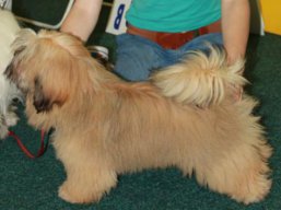 QUICK HURRICANE Ivepet, Lhasa Apso
