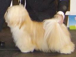 CH. LEXUSS Ivepet, Lhasa Apso