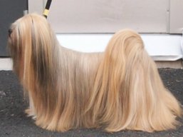 C.I.B. MultiCH. YANGADOO'S MONTOYA, Lhasa Apso
