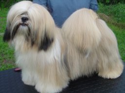 MultiJCH. AMOR IVEPET Lhamco Laco, Lhasa Apso