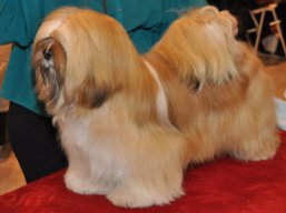 CH. JCH. Close To Perfection LEVY, Lhasa Apso