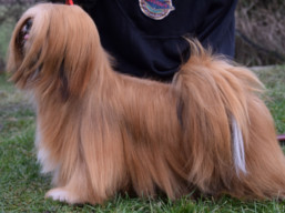 BAHRAIN Ivepet, Lhasa Apso