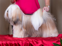 MANCHESTER Ivepet, Lhasa Apso