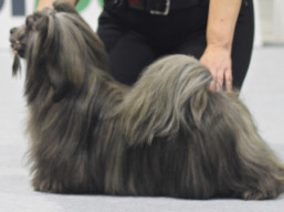 C.I.B.GCH. ÓNYX Ivepet, Lhasa Apso