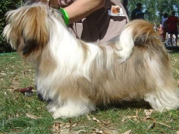 KISS ME KONNOR Ivepet, Lhasa Apso